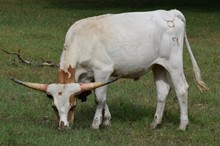 Playdate 18 Steer