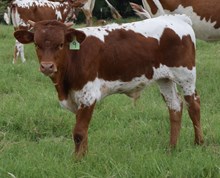 Fifi 25 Bull