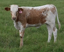 Iron Cold 25 Heifer