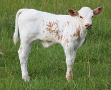Cyra 25 Bull