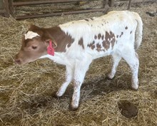 Flairup 26 Heifer