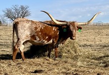 CR Totem's Plum Gorgeous