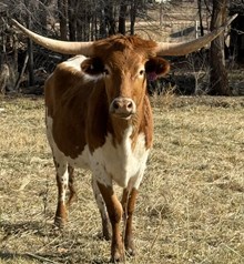 Reida's Tuff Girl RBR