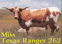 MISS TEXAS RANGER 262