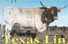 TEXAS LIN